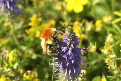 Bmbus muscorum (mosshumla) Jordtorpssen-sen (l) 110813. Stefan Lithner