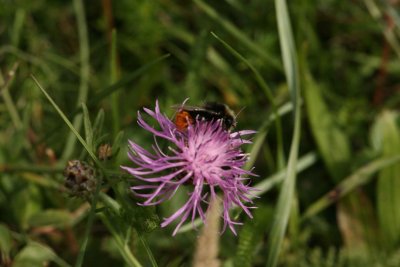 Bombus lapidarius (stenhumla) male Jordtoropsåsen-stättan 110813. Stefan Lithner
