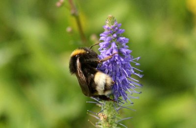 Bombus bohemicus (jordsnylthumla) Jordtorpssen (l) 110813. Stefan Lithner