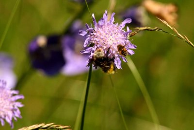 Bombus norvegicus (hussnylthumla) male Brabygd (Bl) 110627. Atefan Lithner