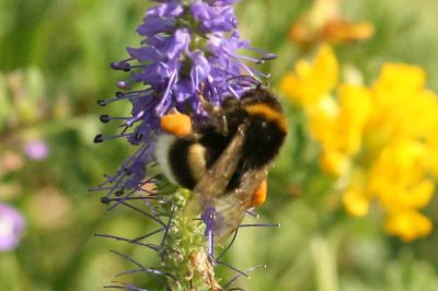 Bombus lucorum (ljus jordhumla) Jordtorpssen (l) 110813. Stefan Lithner