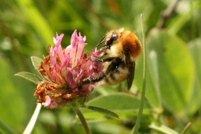 Bombus muscorum (mosshumla) Jordtorpssen-stttan (l)110813. Stefan Lithner