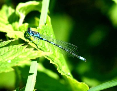 Coenagrion pulchellum (mrk lyrflickslnda) Kalmar Dmme (Sm) 110605. Stefan Lithner