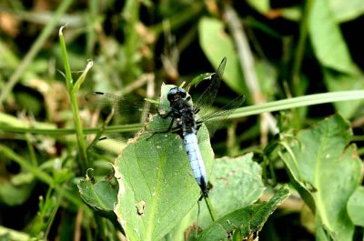 Libellula fulva (spetsflckad trollslnda) Brabygd (Bl) 110615. Stefan Lithner