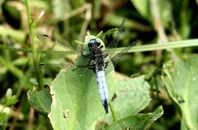 Libellula fulva (spetsflckad trollslnda) Brabygd (Bl) 110615. Stefan Lithner