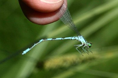 Coenagrion hastulatum (spjutflickslnda) Brabygd (Bl) 110615. Stefan Lithner