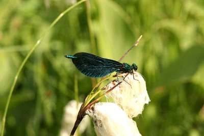 Calopteryx virgo (bl jungfruslnda) Hgmossen (l) 110620. Stefan Lithner