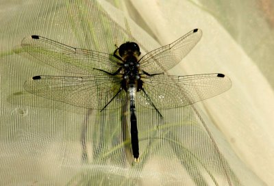 Leucorrhinia albifrons (pudrad krrtrollslnda) male Stormossen (l) 110620. Stefan Lithner