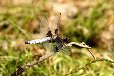Libellula depressa (bred trollslnda) Flodahusdammen (Sk) 110629. Stefan Lithner