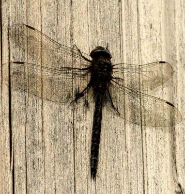 Aeshna subarctica (gungflymosaikslända) Klimpfjäll (Ås Lpm) 110705. Stefan Lithner