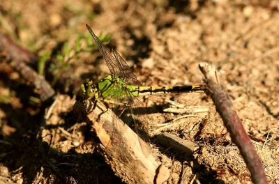 Ophiogomphus cecilia (grön flodtrollslända) Vännäsberget (Nb) 35 110706. Stefan Lithner