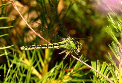 Ophiogomphus cecilia (grön flodtrollslända) Vännäsberget (Nb) 35 110706. Stefan Lithner