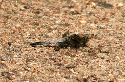 Orthetrum cancellatum (större sjötrolslända) Albrunna (Öl) 110715. Stefan Lithner