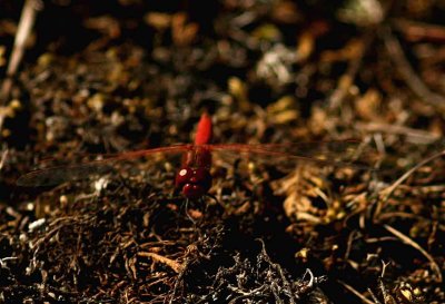 Sympetrum fonscolombii (vandrande ängstrollslända) Albrunna (Öl) 110715. Stefan Lithner
