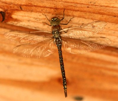 Aeshna mixta (höstmosaikslända) Ottenby (Öl) 110801. Stefan Lithner