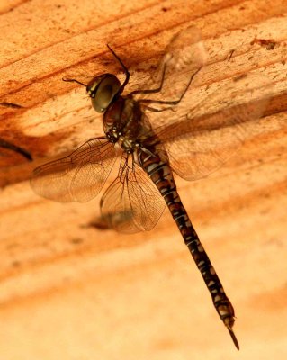 Aeshna mixta (höstmosaikslända) Ottenby (Öl) 110801. Stefan Lithner