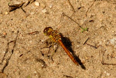 Sympetrum vulgatum (tegelröd ängstrollslända) Mossagården-Veberöd (Sk) 110803. Stefan Lithner