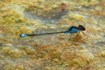 Erythromma viridulum (mindre rödögonflickslända) Sölve Grustag (Bl) 110818. Stefan Lithner