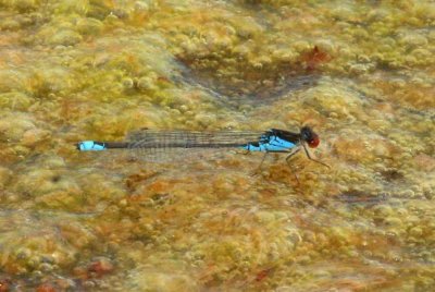 Erythromma viridulum (mindre rödögonflickslända) Sölve Grustag (Bl) 110818. Stefan Lithner
