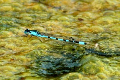 Enallagma cyathigerum (sjöflickslända) Sölve Grustag 110818. Stefan Lithner