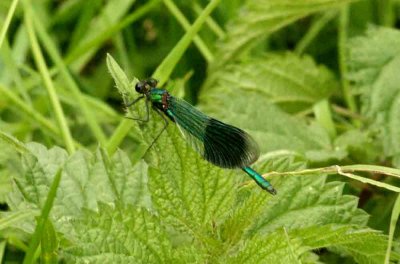 Calopteryx splendens (blåbandad jungfruslända) male Ramsjöholm (Sm) 110910. Stefan Lithner