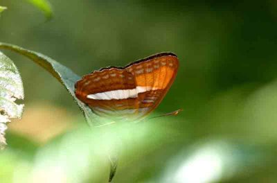 Adelpha cocala didia (Smooth-banded Sister) (plausibly) REGUA 11112. Photo Stefan Lithner