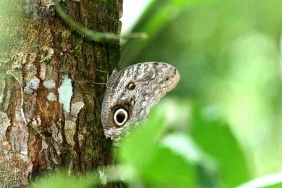 Caligo brasiliensis (Almond-eyed Owl-butterfly) REGUA 111113. Photo Stefan Lithner