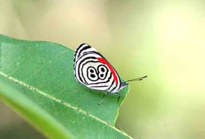 Diaethria clymena janeiro (Cramer´s Eighty-eight Butterfly) REGUA 111112. Photo Stefan Lithner