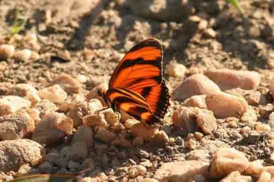 Dryadula phaetusa (Orange Banded Heliconian) Pantanal 111104. Photo Stefan Lithner