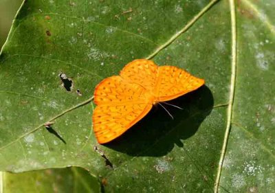 Emesis fatimella fatimella (Ochreous Emesis) REGUA 111112. Photo Stefan Lithner