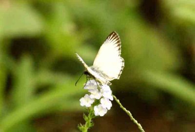 Heliopetes arsalte (Veined White Skipper) (plausibly) REGUA 111118. Photo Stefan Lithner