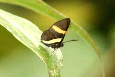 Isapis agyrtus (Yellow-based Metalmark) REGUA 111114. Photo Stefan Lithner