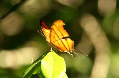 Marpesia petreus  (Ruddy Daggerwing Butterfly ) Pantanal 111108. Photo Stefan Lithner