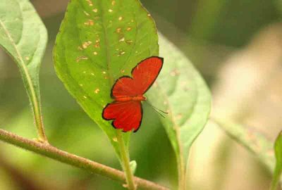 Setabis cruentata (Fiery Metalmark) Quinta da Baja 111122. Photo Stefan Lithner