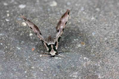 Adhemarius palmeri (Palmers Silk-moth)  REGUA 111115. Photo Stefan Lithner