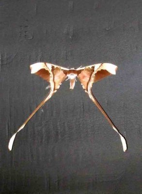 Copiopteryx semiramis Bugmaniac REGUA 111120. Photo Stefan Lithner