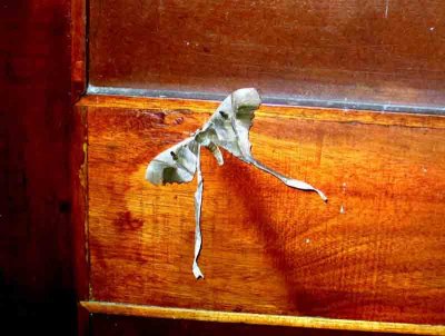 Copiopteryx sonthonnaxi. PN Itatiatia Ype Lodge 11103. Photo Stefan Lithner