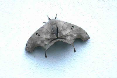 Titaea lemoulti male (probably) REGUA 111116. Photo Stefan Lithner