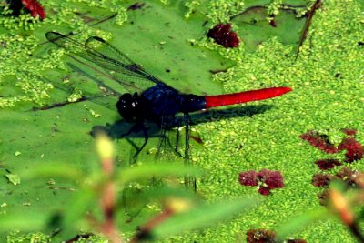 Dragonflies and Damsolflies in Brazil 2011