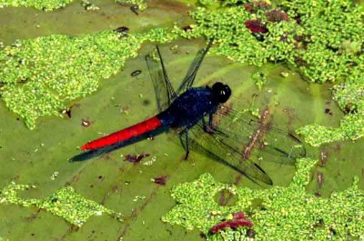 Erythemis peruviana (Flame-tailed Pond-Hawk) male  REGUA 111203. Photo Stefan Lithner