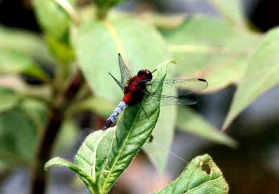 Erythrodiplax fusca (Red-blue-and-black Erythrodiplax) [inoff name] male REGUA 111205. Photo Stefan Lithner