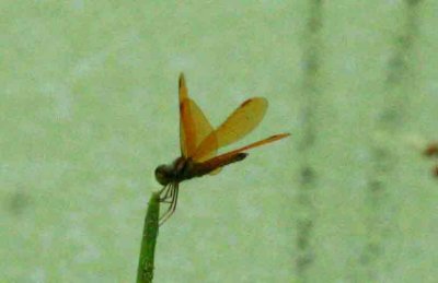 Perithemis moona (Tropical Amberwing) REGUA 111203. Photo Stefan Lithner