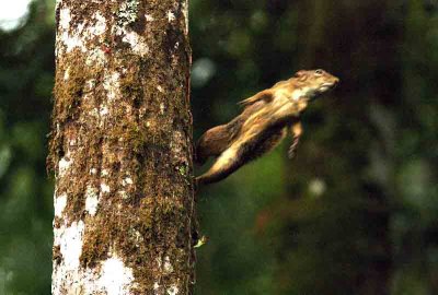Guyanan Squirrel (Sciurus aestuans) jumping PN Itatiaia 111030. Photo Stefan Lithner