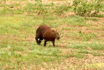 Capybara (Hydrochoerus hydrochaeris) along the road to Pantanal 111103. Photo Stefan Lithner