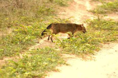 Crab-eating Fox (Cerdocyon thous) Pantanal 111104. Photo Stefan Lithner
