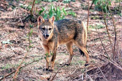 Crab-eating Fox (Cerdocyon thous) Pantanal 111104. Photo Stefan Lithner