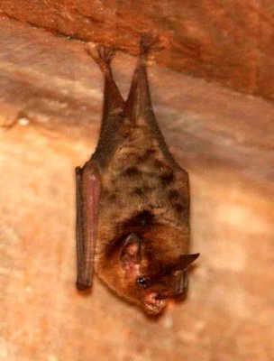 Common Long-tounged Bat (Glossophaga soricina)  Pantanal 111104. Photo Stefan Lithner