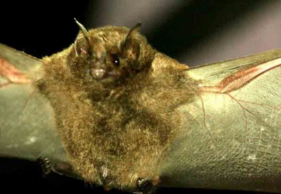 Sebas Short-tailed Bat (Carollia perspicillata) REGUA 111126. Photo Stefan Lithner