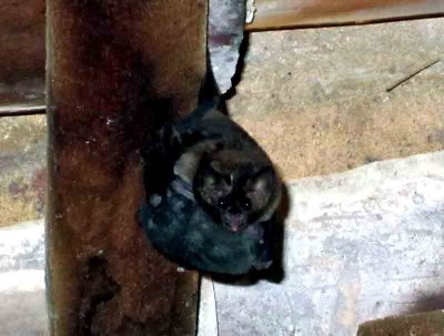 Sebas Short-tailed Bat (Carollia perspicillata) Hotel Fazenda Pouzo Allegre Pantanal 111104. Photo Stefan Lithner