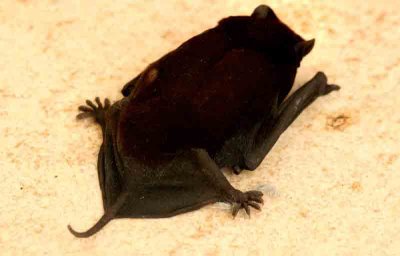Pallas Mastiff Bat (Molossus molossus) REGUA 111112. Photo Stefan Lithner